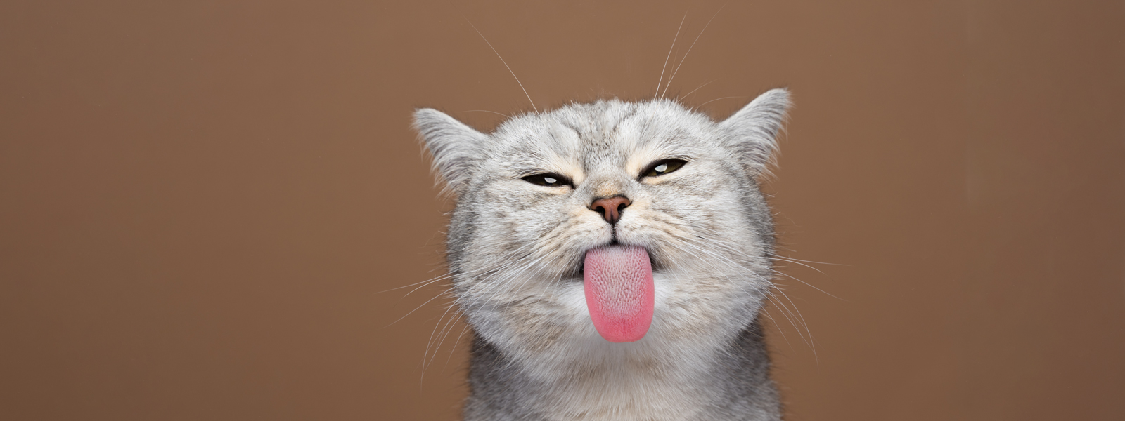 Chat qui lèche en l'air