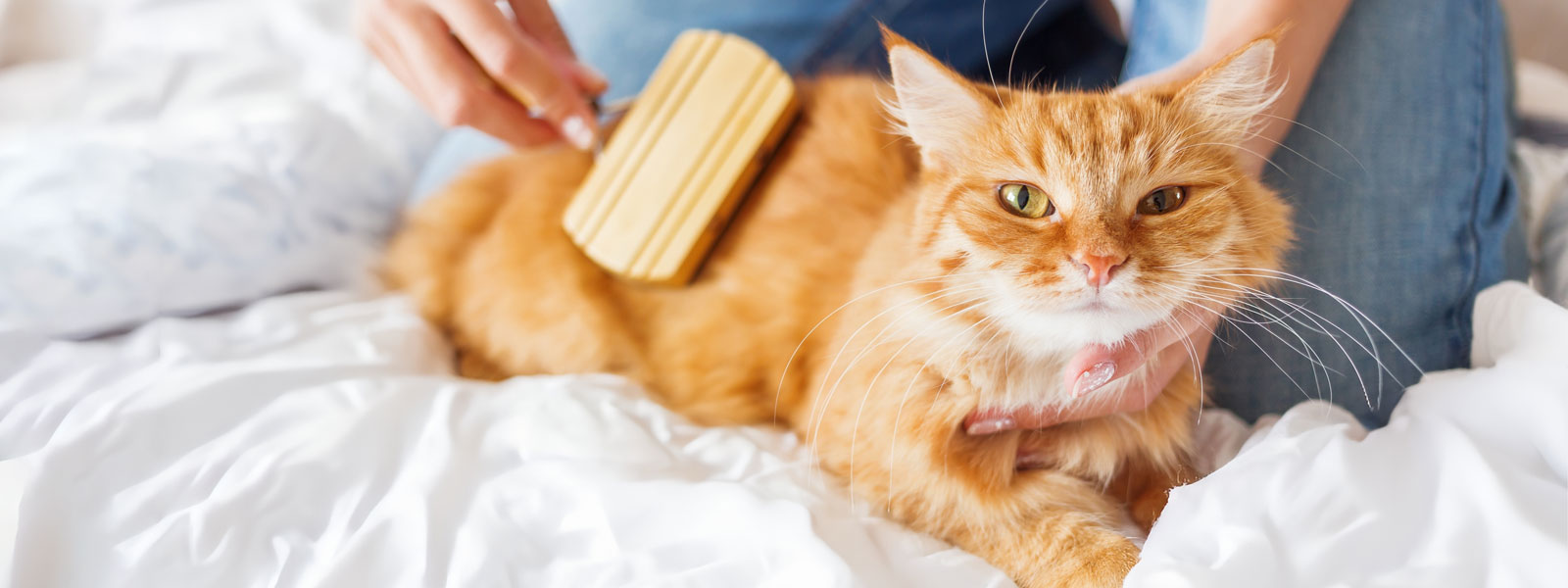 Un chat est allongé sur un lit et son propriétaire le brosse avec une brosse.