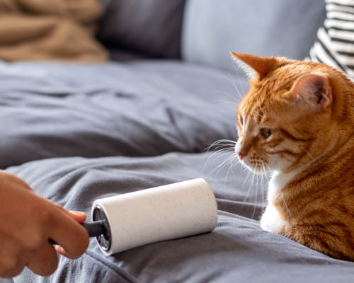 Un chat est allongé sur un canapé et son propriétaire le débarrasse des poils de chat.