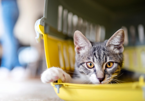 Chat couché dans une caisse de transport ouverte et regardant la caméra