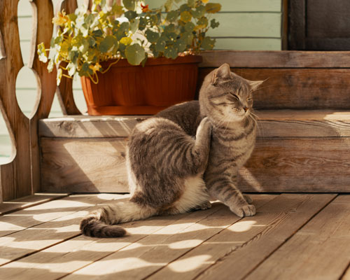 Chat assis devant l'entrée sur des marches en bois et se grattant