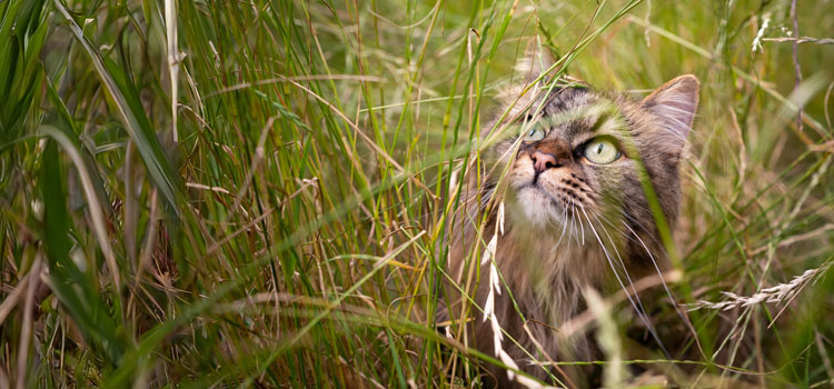 Le chat est assis dans les hautes herbes et regarde vers le haut entre les tiges.