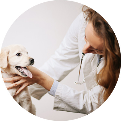 chiot examiné par un vétérinaire