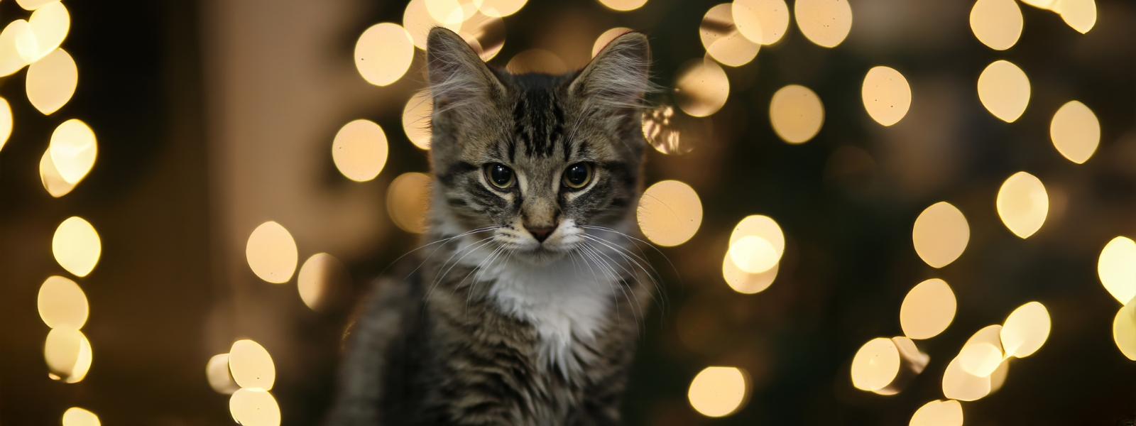 Katze im Fokus vor verschowmmenem Hintergrund 