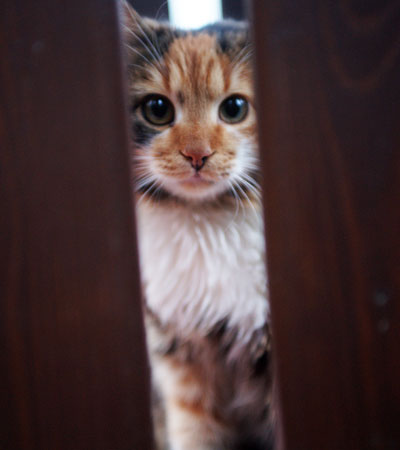 katze trinkt von einem wasserhahn