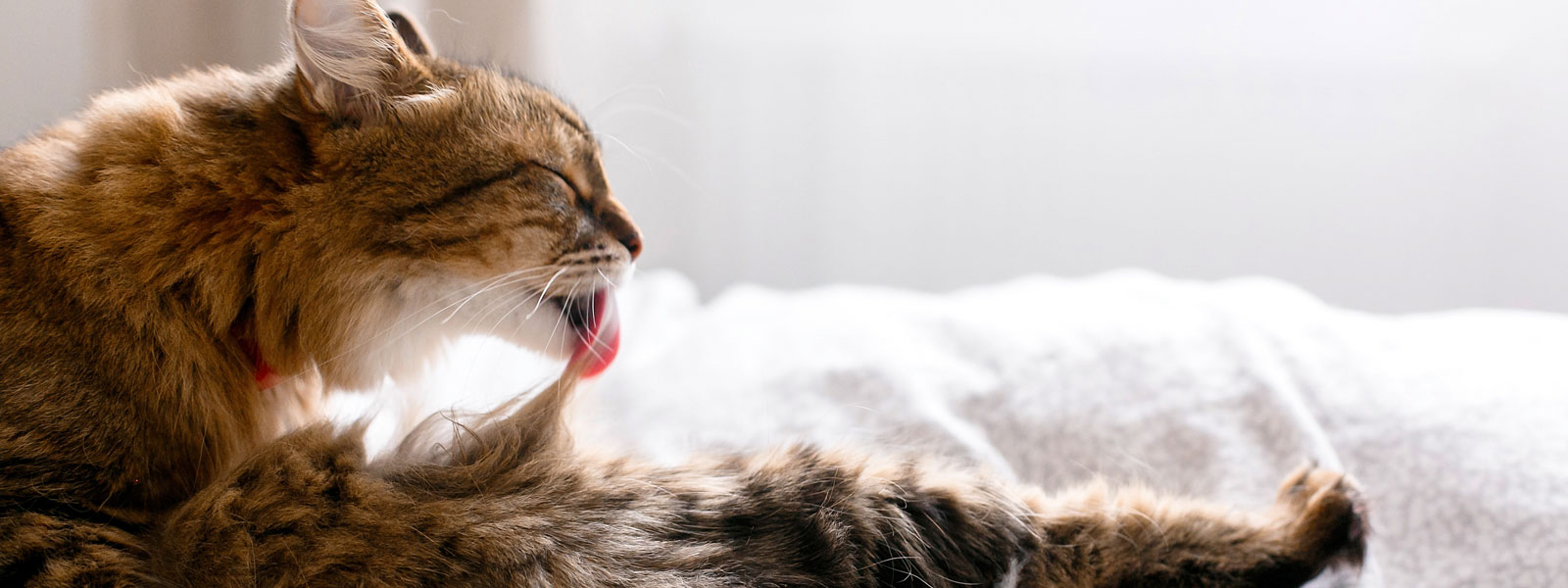 Chat allongé sur une couverture et qui prend soin de son pelage en le léchant