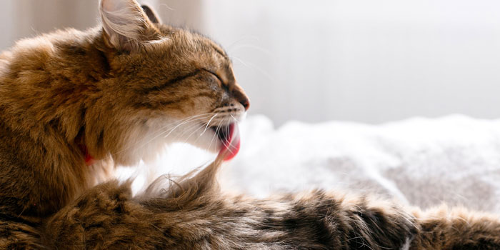 Chat allongé sur une couverture et qui prend soin de son pelage en le léchant