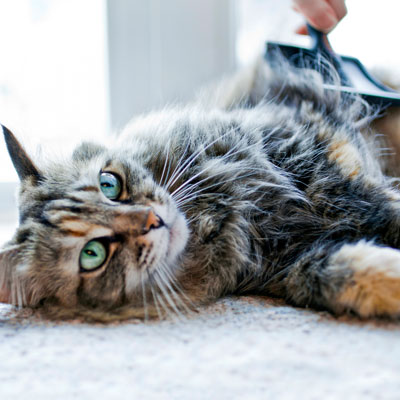 Chat couché sur le sol qui se fait brosser le pelage avec une brosse à poils