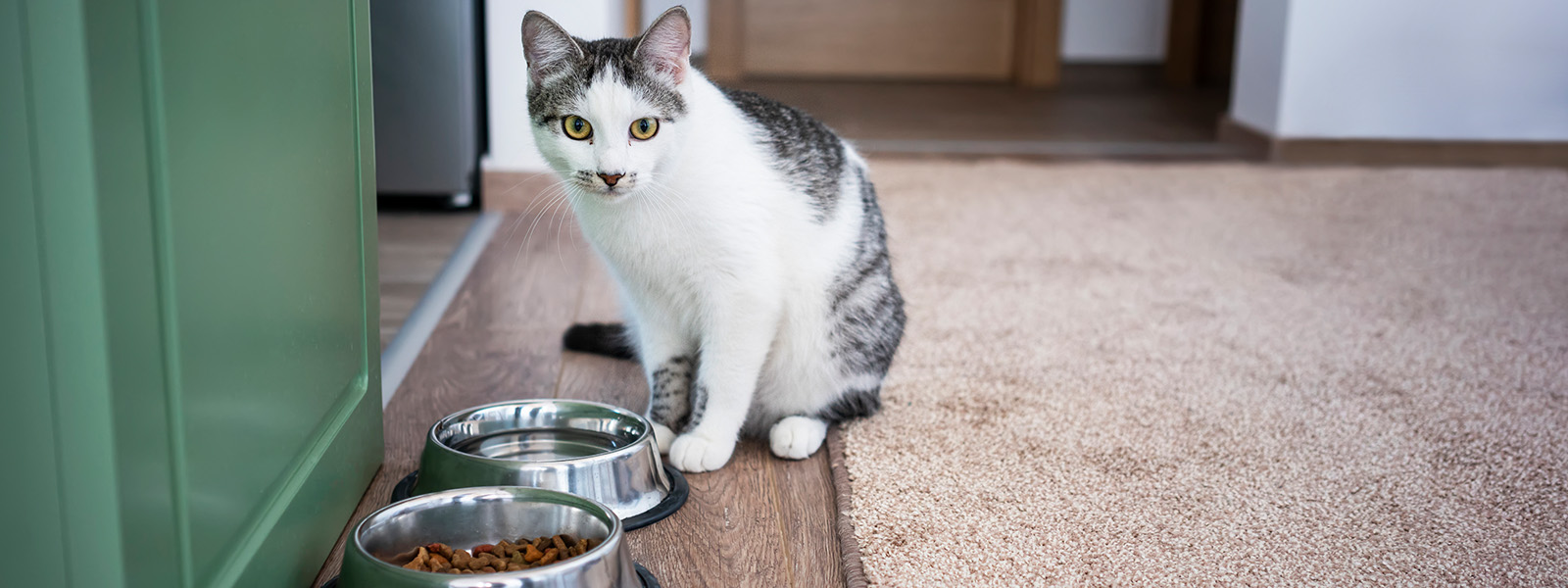 katze sitzt vor geschirr mit wasser und trockenfutter