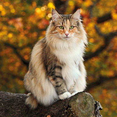 katze trinkt von einem wasserhahn