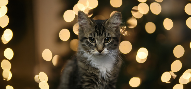 Katze im Fokus vor verschowmmenem Hintergrund 