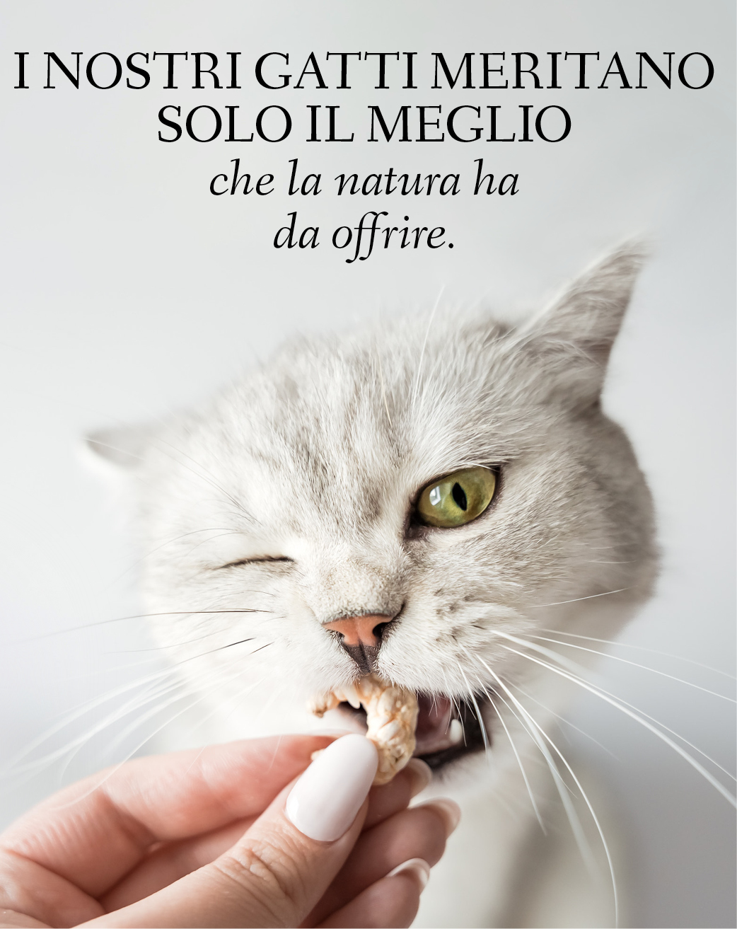 Banner con un gatto che sgranocchia un gamberetto con il testo: I nostri gatti meritano solo il meglio che la natura ha da offrire.